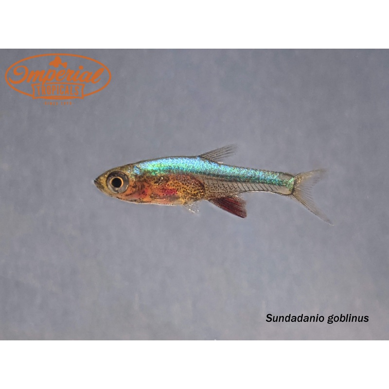 Neon Blue Rasbora (5 Pack) 0.5″ Unsexed