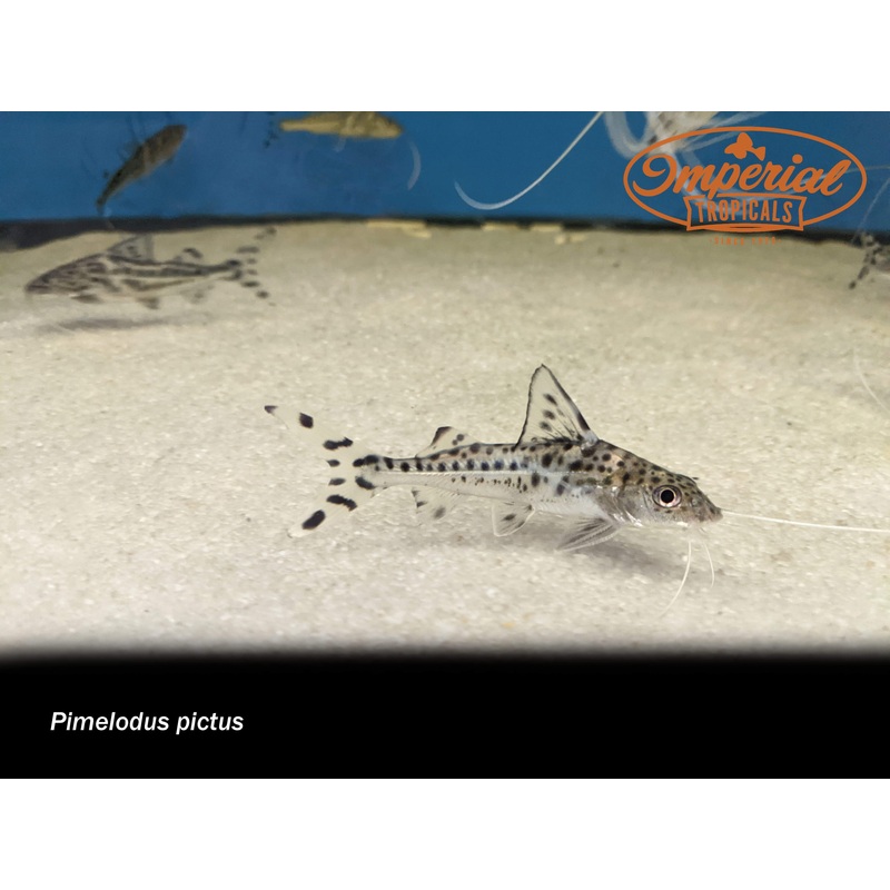 Polkadot Pictus Catfish 2-3″ Unsexed