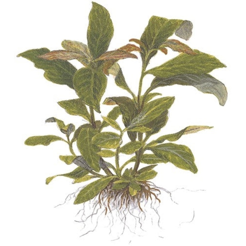 Tropica Potted Hygrophila corymbosa ‘Stricta’
