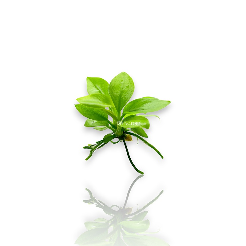 Anubias Golden (Small Size) Bare-root Plants