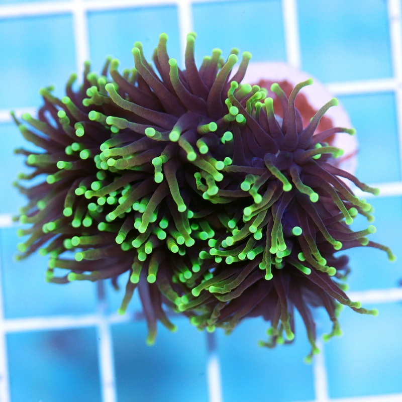 Biota Midnight Torch frag