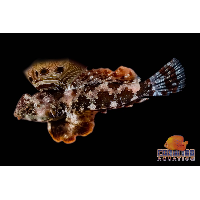 Blenny – Scooter Lg