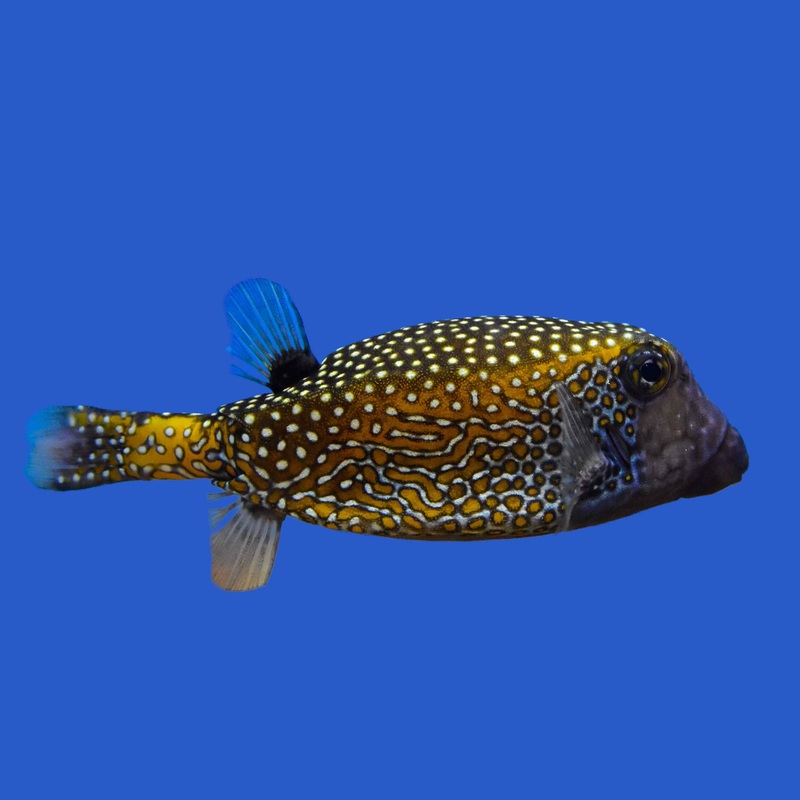 Blue Boxfish Male Large (2.5-3.5 inches)