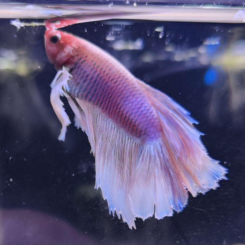 Duke – Male Betta