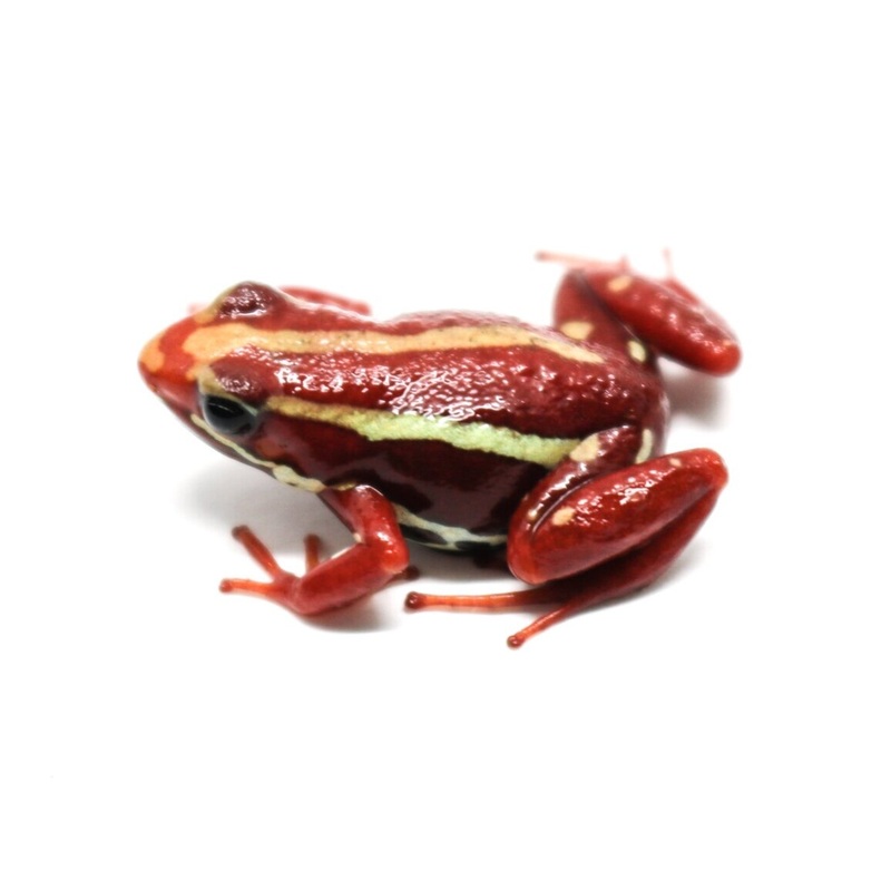 Epipedobates anthonyi “Santa Isabel” Tadpole Single