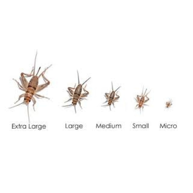 Feeder Crickets S (Pack of approx. 60pcs)