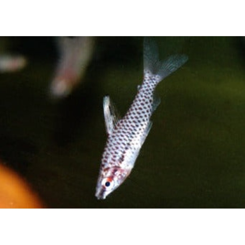 Headstander – Spotted 3-4cm