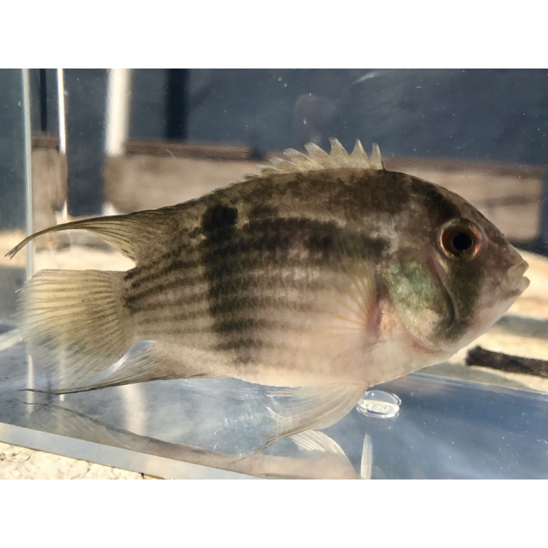 Keyhole Cichlid 1-1.5″ Unsexed