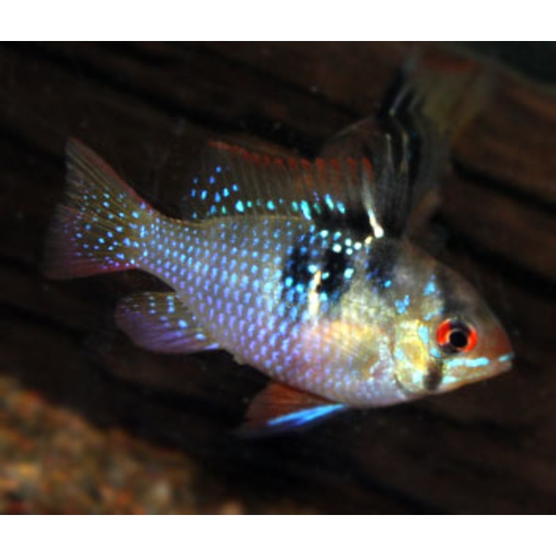 Ramirezi – Blue Ram Longfin 4-7cm