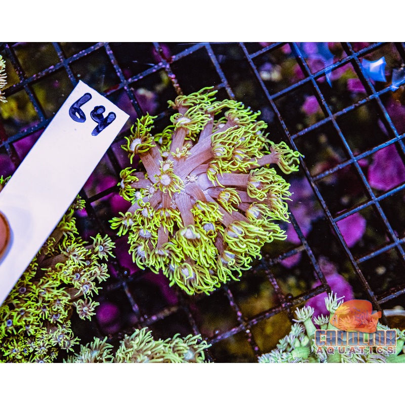 WYSIWYG 64 Goniopora