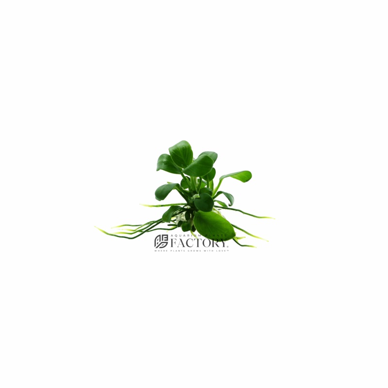 Anubias Nana (Small Size) Bare-root Plants