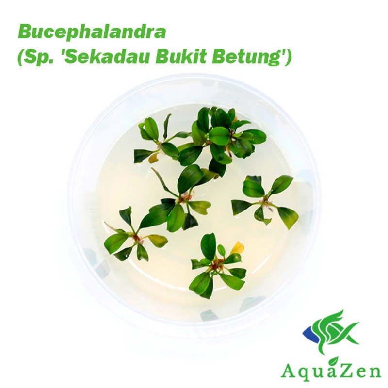 Bucephalandra (Sp. ‘Sekadau Bukit Betung’) – Tissue Culture 1 Tissue Culture