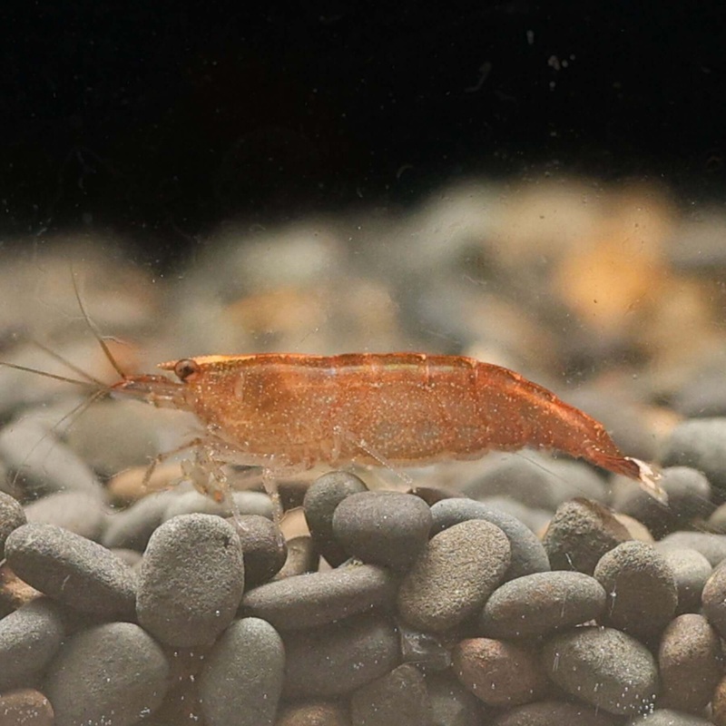Caridina Babaulti ‘Malaya’ Imported 5 Shrimp