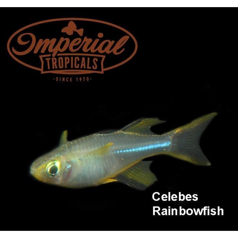 Celebes Rainbowfish 1-2″ Unsexed