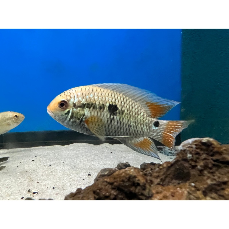 Cichlasoma dimerus 1-2″ Unsexed