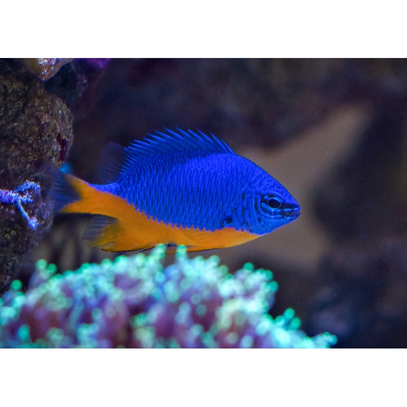 Damsel – Kupang 3-4cm