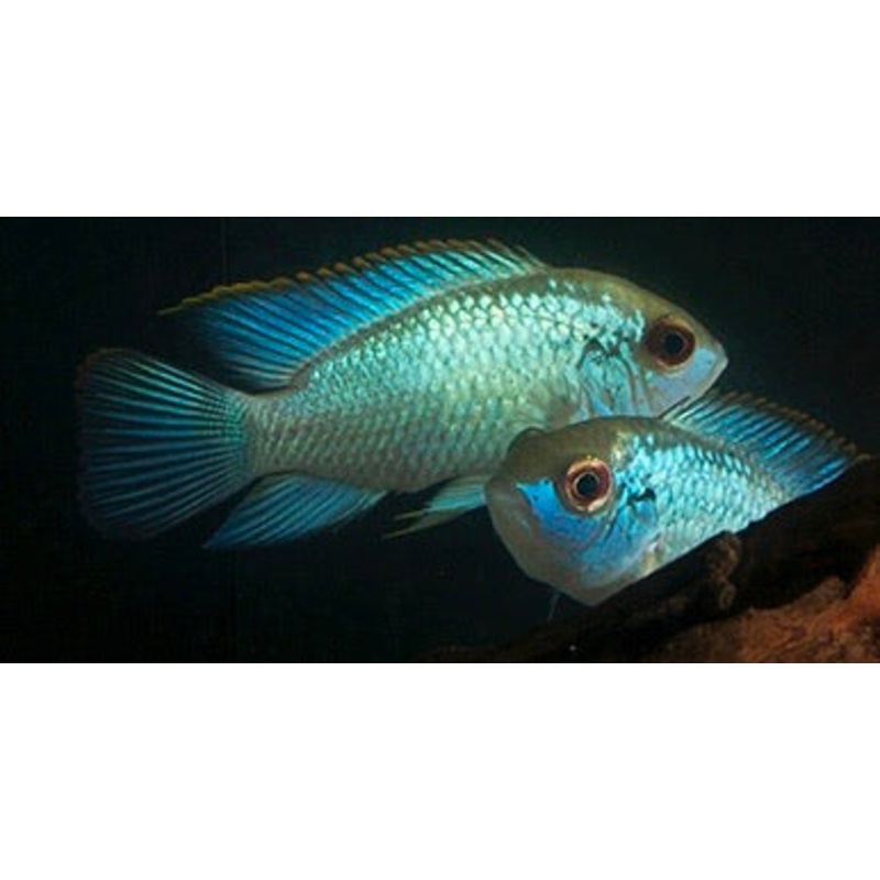 Electric Blue Acara 2″ – 3″
