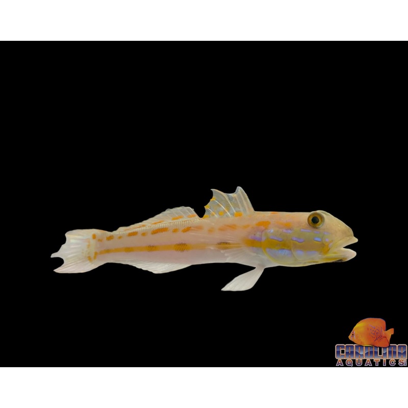Goby – Diamond Lg