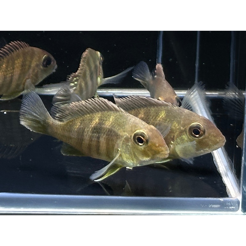 Red Head Tapajo – 2.5″