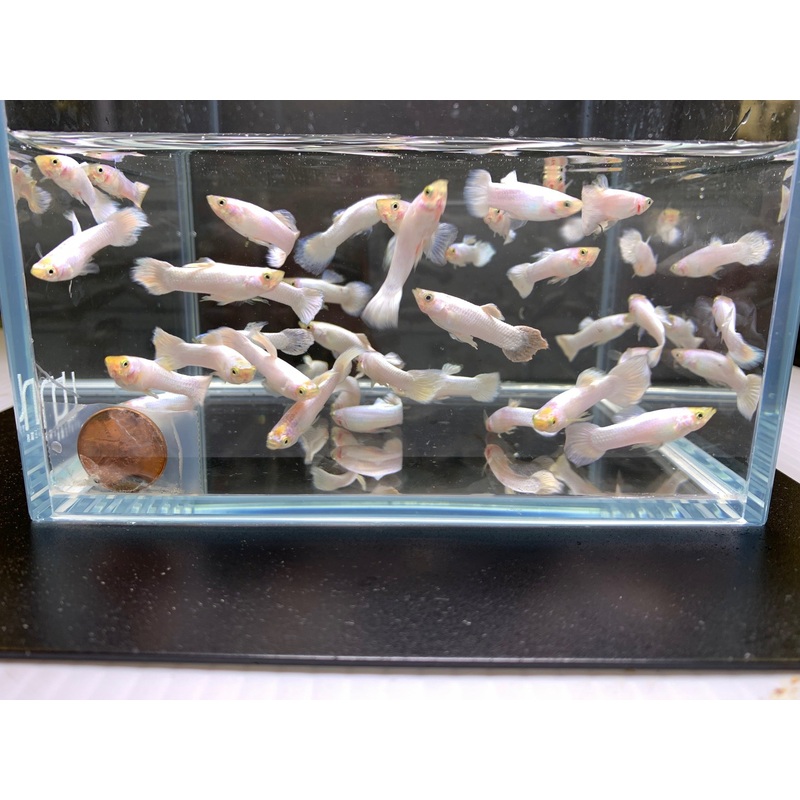 Snow White Guppy Males