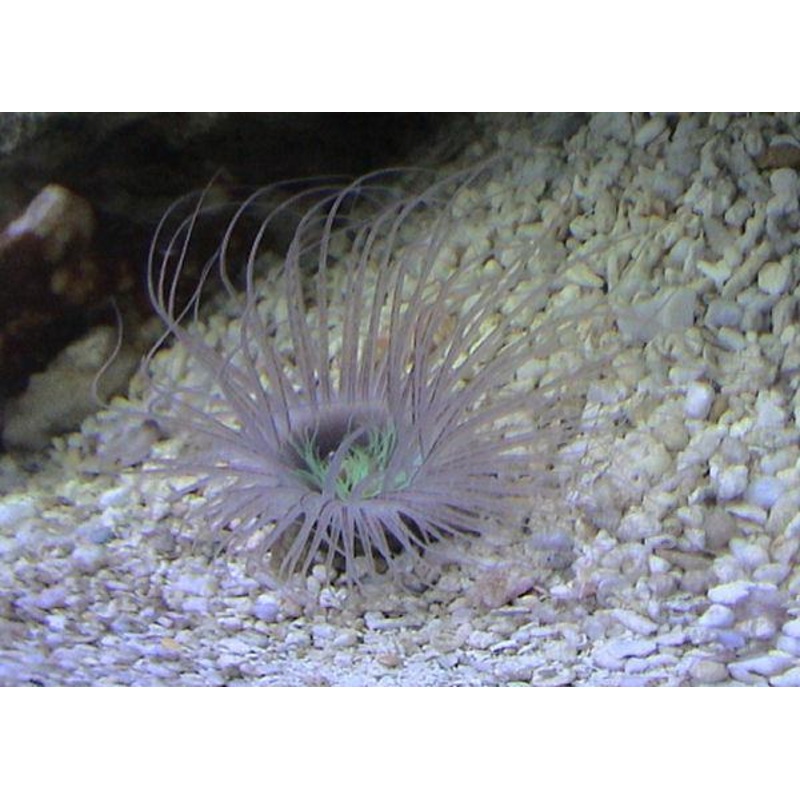 Tube Anemone