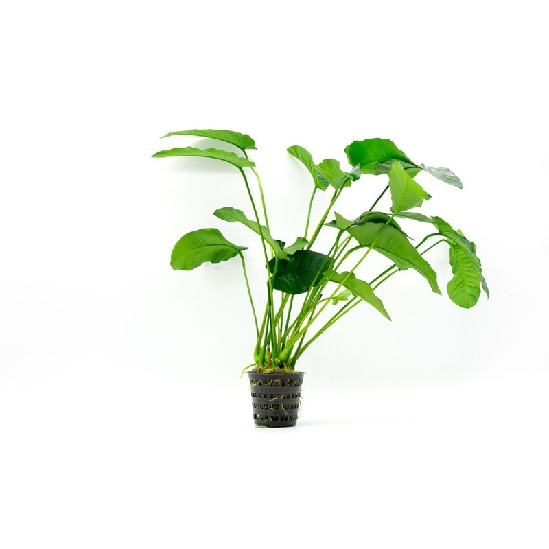 Anubias Barteri Mother Pot Mother Pot