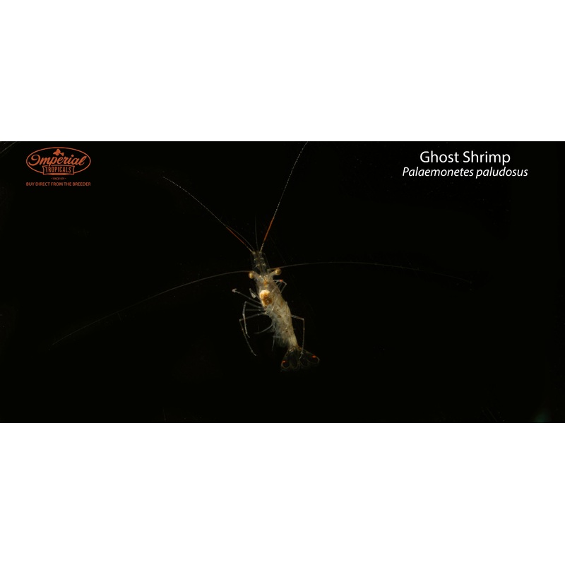 Ghost Shrimp