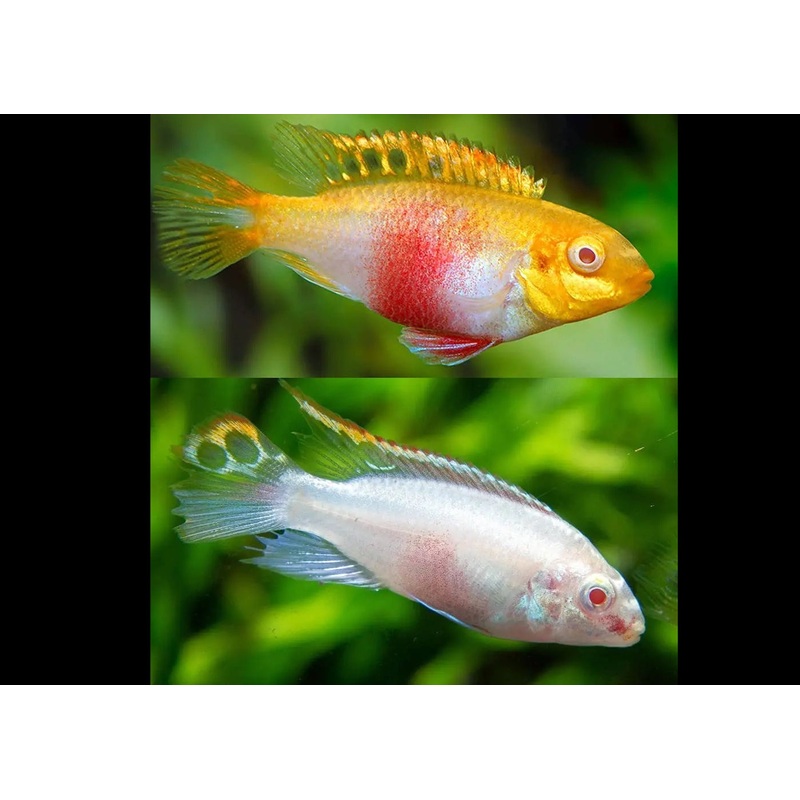 Kribensis – Albino 4-5cm