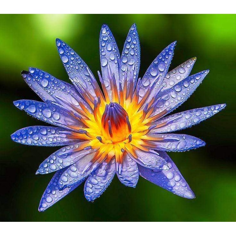 Nymphaea Geena | Blue Tropical Water Lily Young Sprouted Tuber