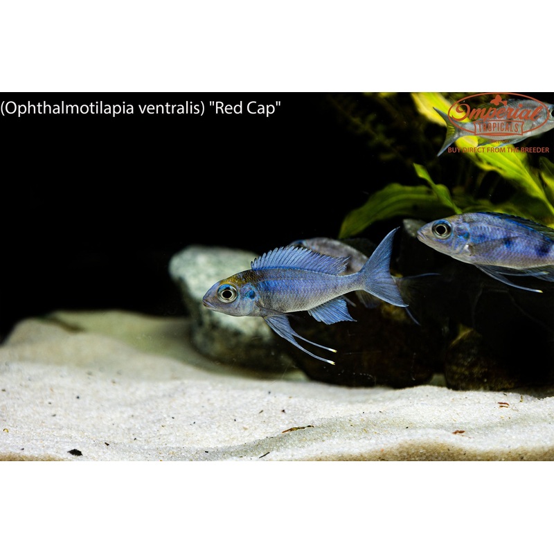 Ophthalmotilapia ventralis “Red Cap” 1-2 Unsexed F1