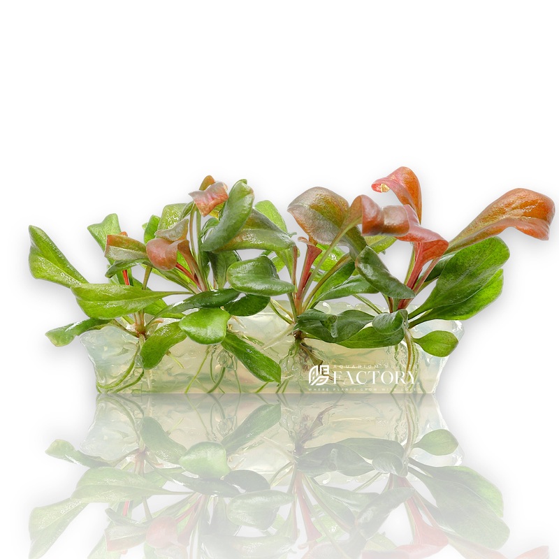 Samolus Parviflorus Red Vitro Culture