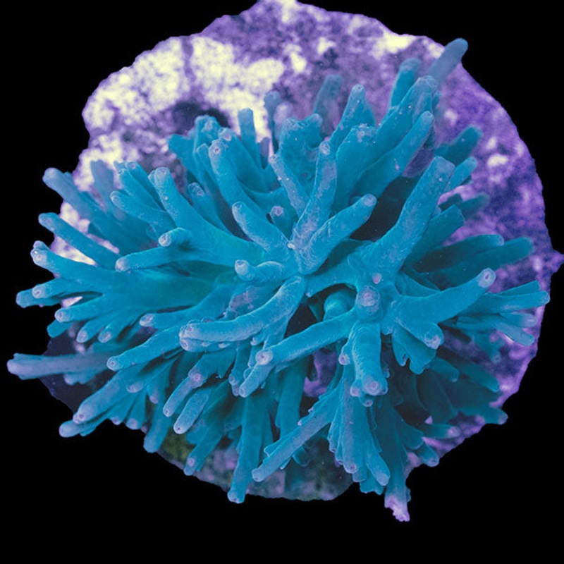 WYSIWYG cultured Acropora md green bottlebrush 1