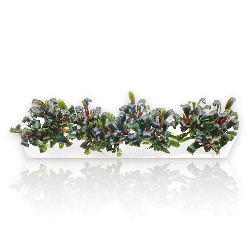 Bucephalandra Catherineae Red Vitro Culture