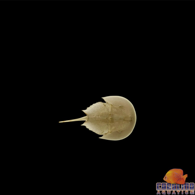 Crab – Horseshoe Md