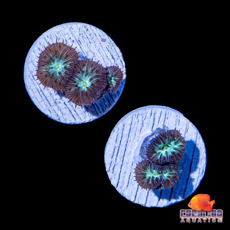 Frag – Blasto Merletti (Aquacultured)