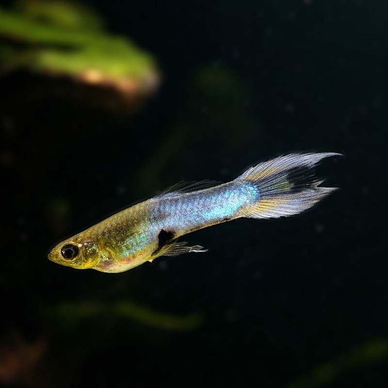 Japan Blue Swordtail Endler Imported Male