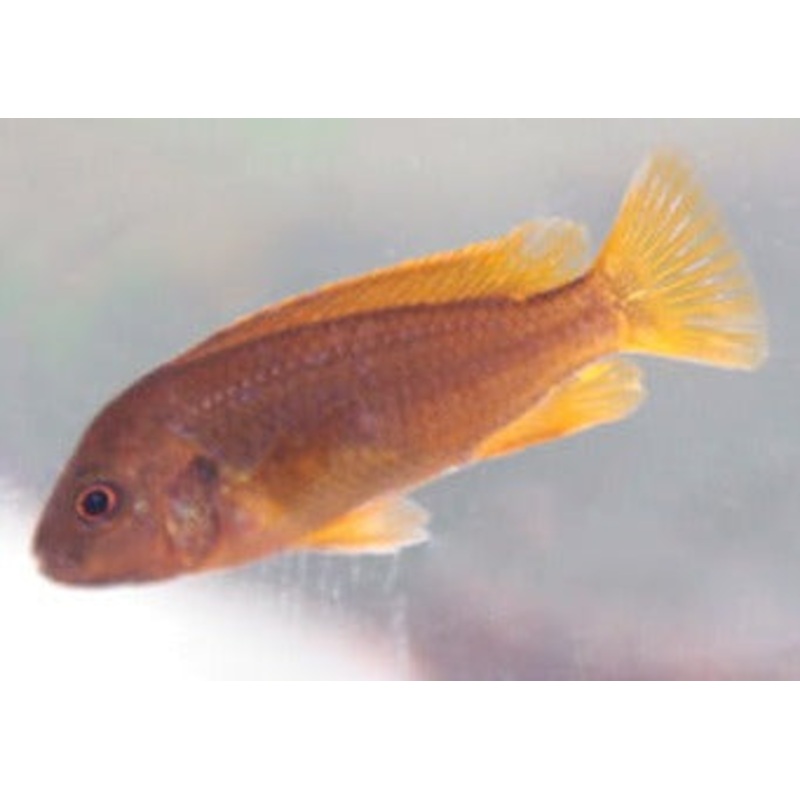 Rusty Cichlid 3-4cm