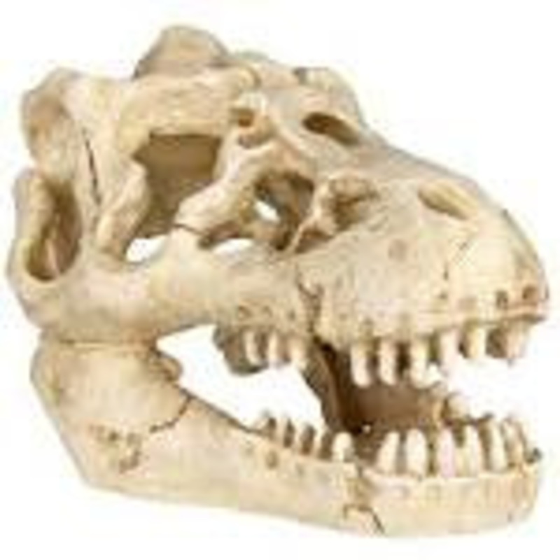 Skulls 811 Cm