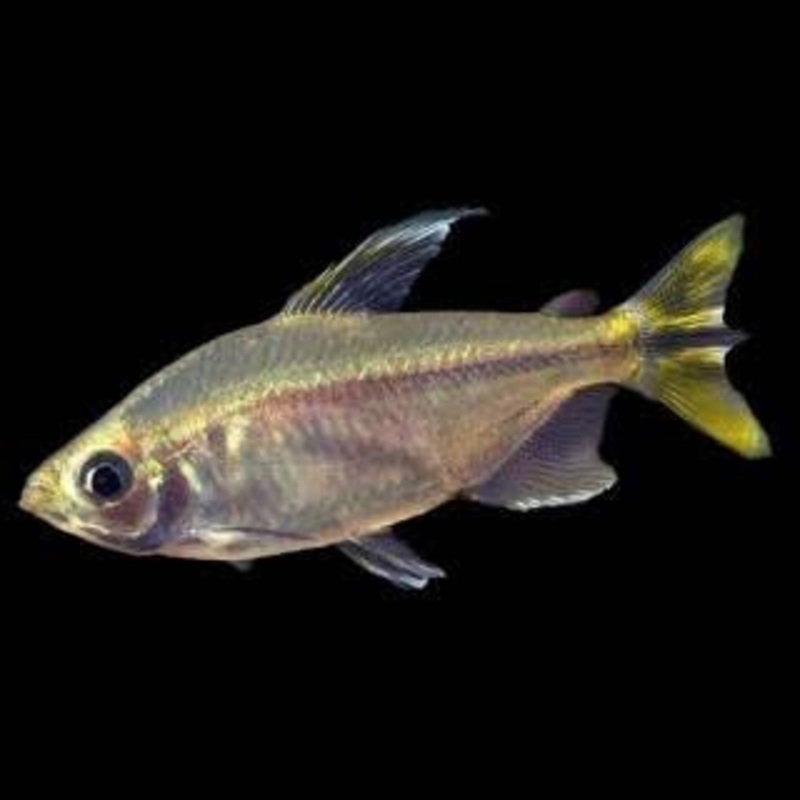 Tetra – Yellow Tail Congo 1 fish 5cm
