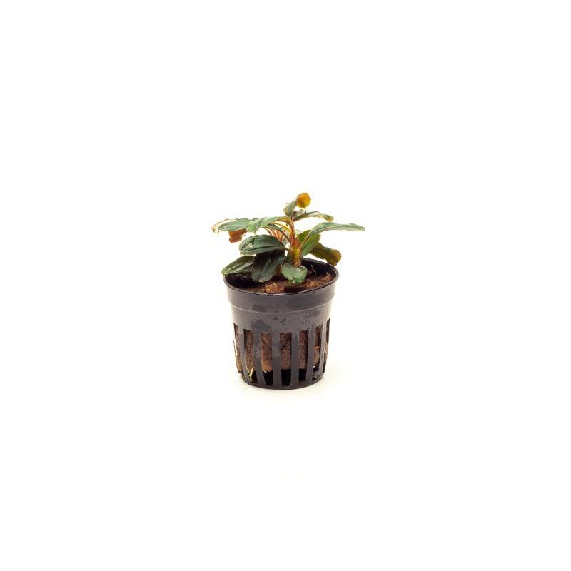 Bucephalandra Theia Pot