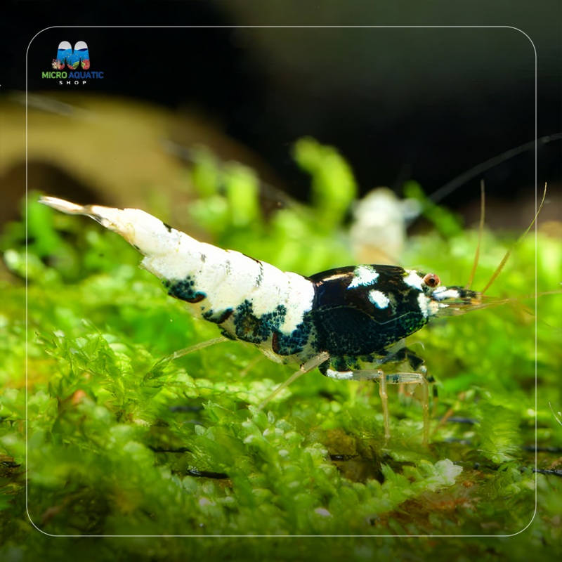 Caridina Shrimp – German Spotted Head Pinto 1 Juvie 1cm