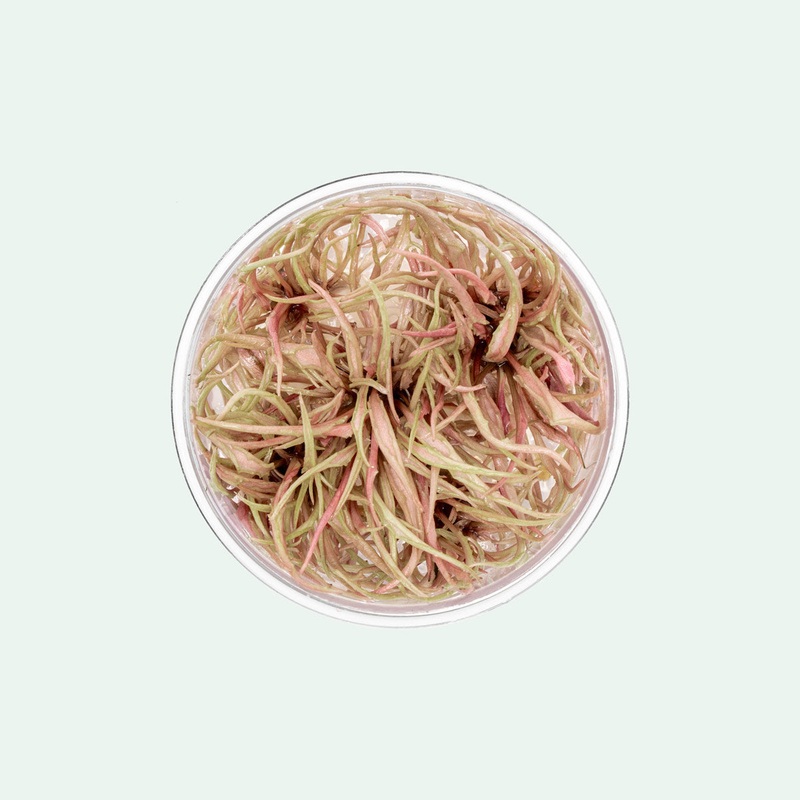 Cryptocoryne Flamingo Tissue Culture SMALL CUP