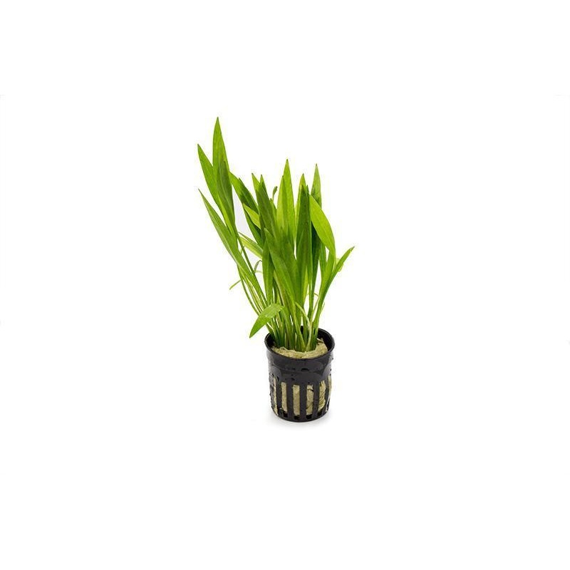 Echinodorus Xinguensis Pot