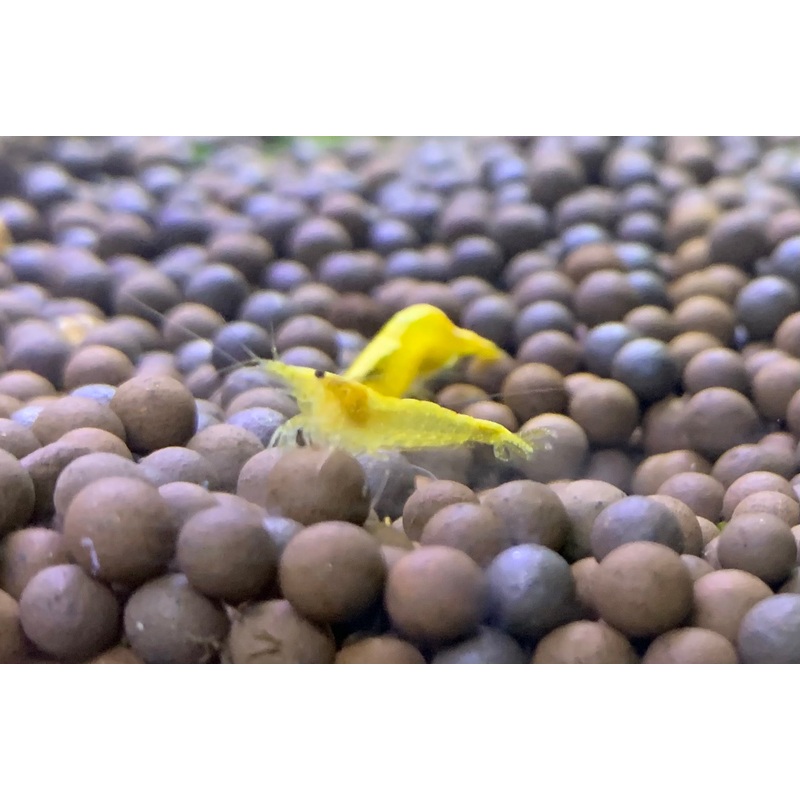 Gold Fire Shrimp