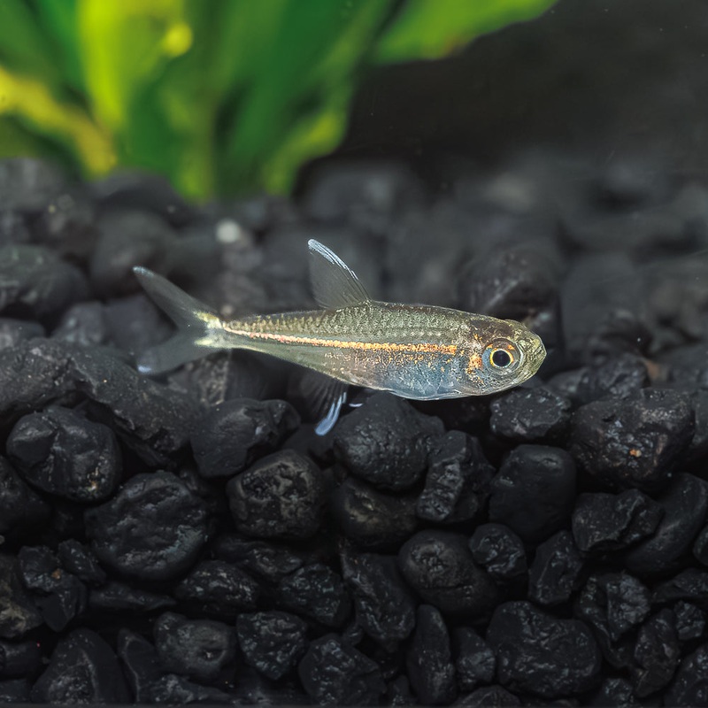 Gold Tetra | Hemigrammus Rodwayi Imported 1 Fish