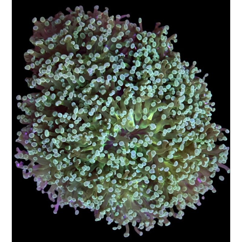 Green Frogspawn