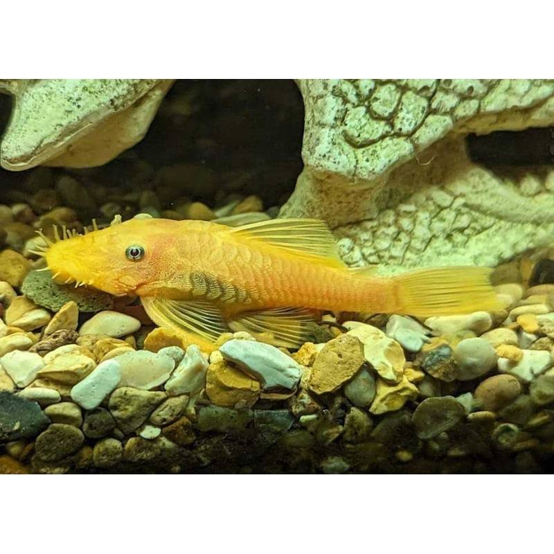 Lemon Blue Eye Bristlenose – L144 3-4cm