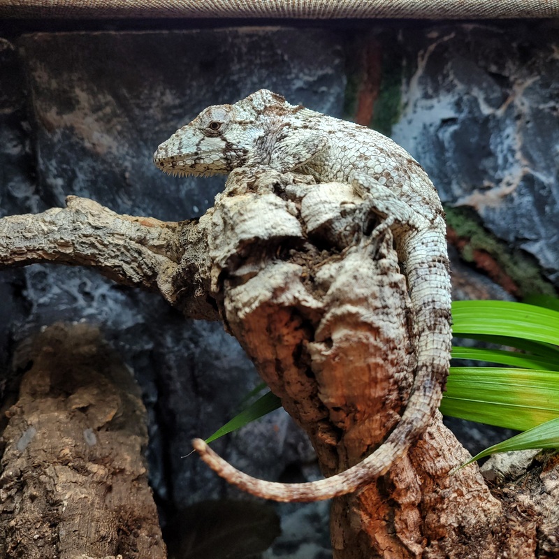 Lizard – Anole – Cuban False Chameleon Male