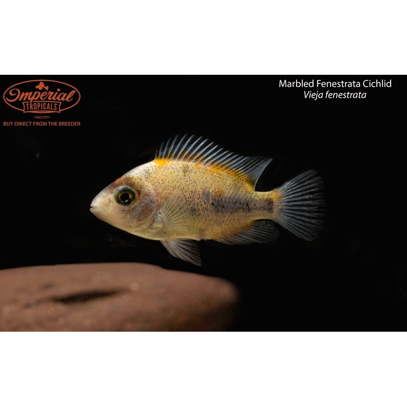 Marbled Fenestrata Cichlid 1-2″ Unsexed