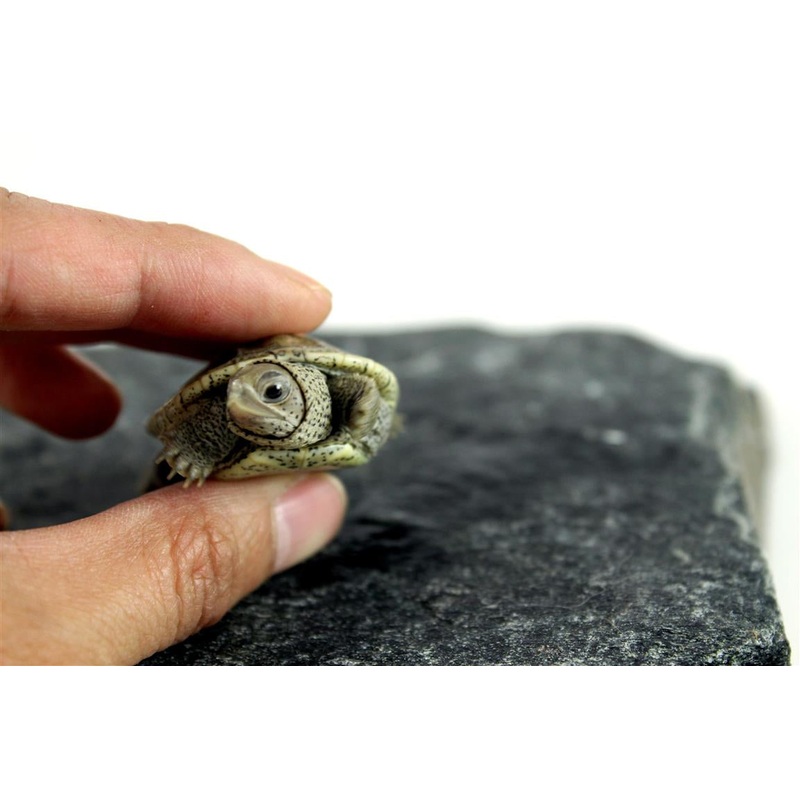Ornate Diamondback Terrapin